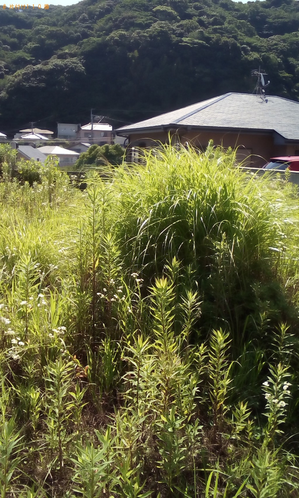 【長崎市】草刈り作業ご依頼　お客様の声